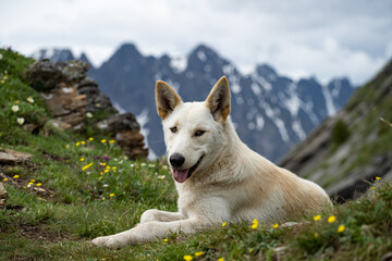 A happy white dog lies high in the mountains. He is tired and resting on the grass with his tongue out. Traveling with pets. Close-up, blurred background.