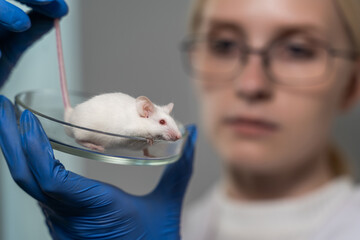 The laboratory assistant holds a petri dish with a small white mouse in his hands. The woman examines her for defects after the experience. Close-up.