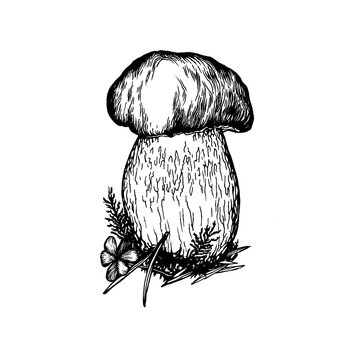 Edible Boletus edulis wild mushroom (cep, porcini, king bolete, penny bun). Black and white outline illustration, hand drawn work isolated on white background
