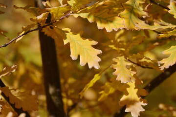 Oak leaves in the autumn city park  