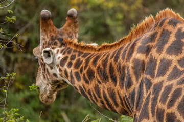 Giraffe