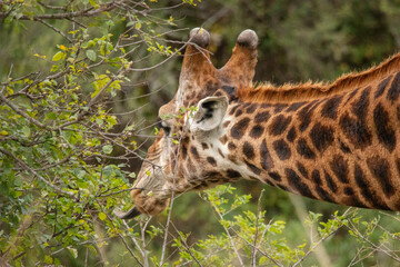 Giraffe