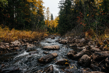 autumn, October, mountain river, yellow birches around