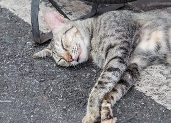 Cute gray cat sleeping on the footpath. Close up and selective focus.