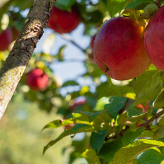 Fresh red apples on the branches of an apple tree in an orchard.
