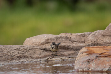 Wagtail