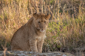 Obraz na płótnie Canvas Lions of Nambiti
