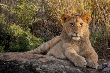 Fototapeta na wymiar Lions of Nambiti
