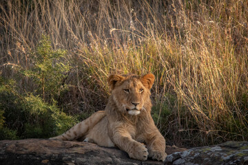 Obraz na płótnie Canvas Lions of Nambiti