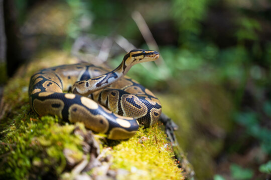Graceful royal python with a beautiful pattern on the skin in a green terrarium. Various plants grow around the snake. Close-up.