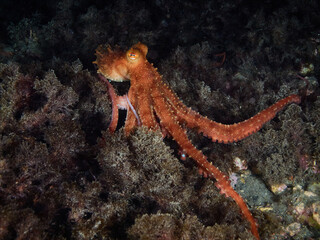 White-spotted octopus (octopus macropus) in the Mediterranea sea © A. Martin UWphoto