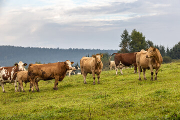 Cows on green pasture under cloudy sky