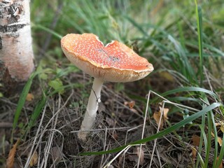 Morning in the woods. Fly-hom grows in the woods outdoors
