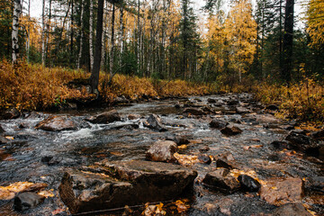 autumn, October, mountain river, yellow birches around