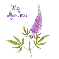 Vitex agnus-castus, also called vitex, chaste tree or chastetree, chasteberry