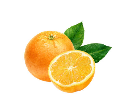 Orange fruit composition watercolor illustration isolated on white background