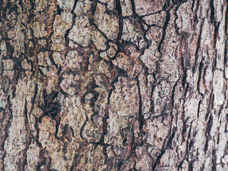 Soil texture layers for natural background. Abstract nature Soil patterned layer of clay soil for the background. Layer of dry soil cracks natural texture and background . Cracked and barren ground,dr