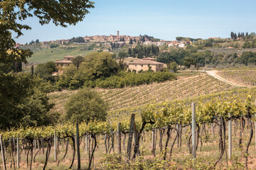 San Gimignano, Siena. Vernaccia' vineyards and farm  of the countryside