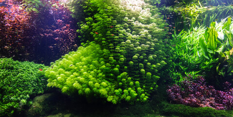 Underwater ocean - fish and coral reef