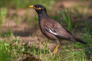 Common Myna
