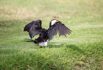 Australian darter bird in the park in Adelaide South Australia
