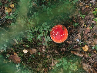 Fly agaric mushroom in forest