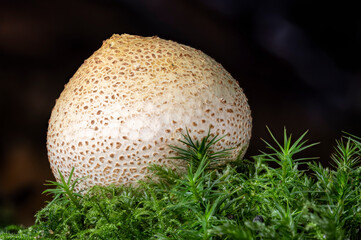 Makro Dickschaliger Kartoffelbovist / gemeiner Hartbovist isoliert umgeben von Moos