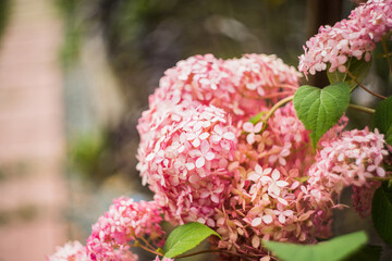 Blooming pink hydrangea in the garden. Shot on vintage lens with high vignette. Shallow depth of...