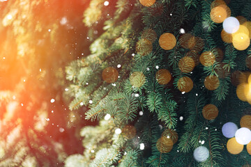 Christmas tree branches background with sunlight and falling snow.