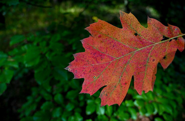 Autumn leaf