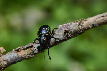 Large Pine Weevil on green Background - Hylobius abietis (Linnaeus, 1758)