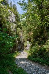 pathway in the forest in Retezat mountain in Campu lui Neag Romania