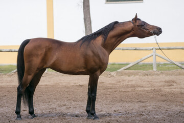 Full body portrait of an arabian stallion