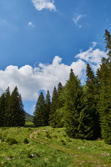 Fototapeta na wymiar Scorota sheepfold in Retezat mountain with peak forest blue sky