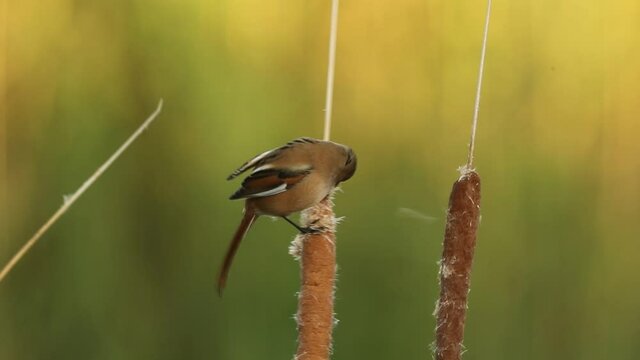 Female Bearded reedling eating in a wetland before the sun rises