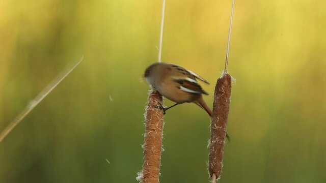 Female Bearded reedling eating in a wetland before the sun rises