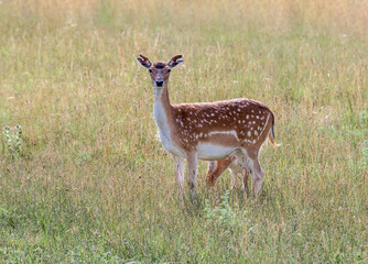The Fallow Deer (Dama dama) in Poland