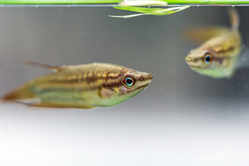 Croaking Gourami (Trichopsis vittata) Freshwater fish live in fresh water
