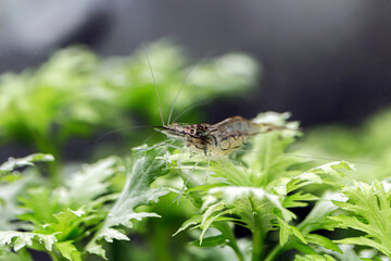 exotic freshwater shrimp in aquarium
