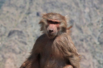 The monkey in mountains of Saudi Arabia