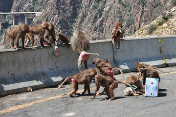 Naklejka premium The monkey in mountains of Saudi Arabia