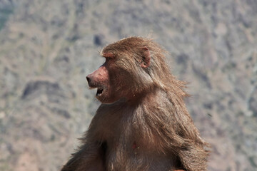 The monkey in mountains of Saudi Arabia