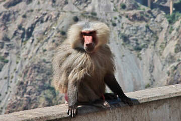 The monkey in mountains of Saudi Arabia