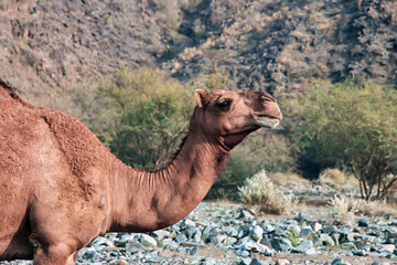 The camel in Hejaz Mountains, Makkah Province, Saudi Arabia
