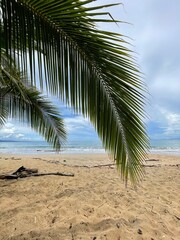 Strand in Costa Rica mit Palmenblättern