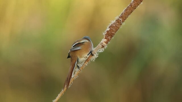 Male Bearded reedling eating in a wetland before the sun rises
