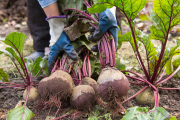 Harvesting organic vegetables. Autumn harvest of fresh raw beetroot in farmer hands in garden