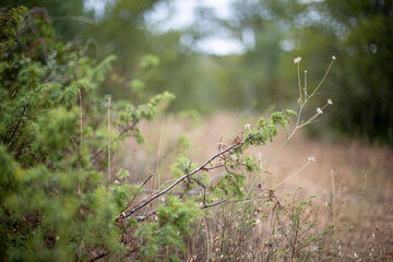 Branches dans la for&ecirc;t avec profondeur