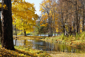 Golden autumn in the park. Orange Forest and Pond