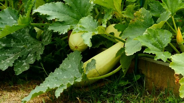 ripe zucchini on a vegetable patch 